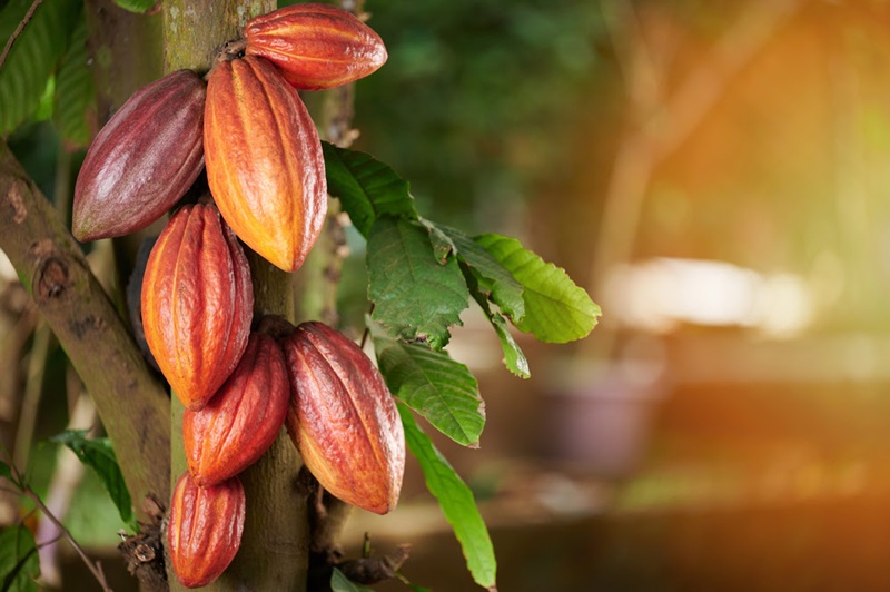 cocoa