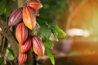cocoa